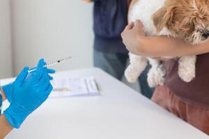 veterinär är vaccinerade för valp till förhindra smittsam sjukdomar efter veterinär har tillverkad ett årlig hälsa kolla upp för hund. begrepp av föra husdjur till motta årlig vacciner från veterinärer foto