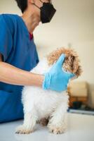 veterinärer är utför årlig kolla upp Posten på hundar till se för möjlig sjukdomar och behandla dem snabbt till säkerställa de sällskapsdjur hälsa. veterinär är granskning hund i veterinär klinik för behandling foto