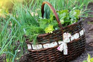 färsk organisk grönsaker - sallad, purjolök, dill i en korg placerad nära en vegetabiliska lappa. trädgårdsarbete bakgrund foto
