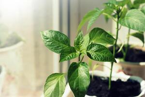 paprika växter växande i kastruller inomhus- foto