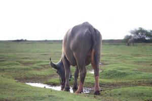 kerbau rawa eller b. bubalis carabanesis är en typ av buffel typisk av sydöst Asien foto