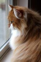 porträtt av en skön siberan katt foto