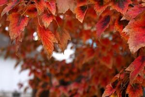 eldig röd höst löv på en träd foto