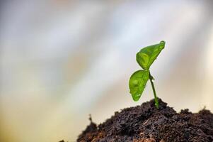 små grön fröplanta med liten droppe av vatten på löv foto