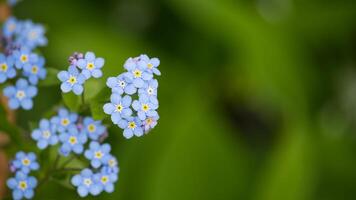 trä Glöm mig inte blommande i skog foto