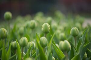 tulpan fält i de tidigt stadier av blomning foto