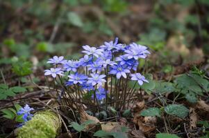 blåsippa blommor inbäddat inom en frodig skog miljö foto