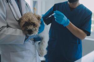 veterinär granskning hund och katt. valp och kattunge på veterinär läkare. djur- klinik. sällskapsdjur kolla upp upp och vaccination. hälsa vård. foto