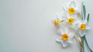 ai genererad narciss blommor topp se, blommig bakgrund, fri Plats foto