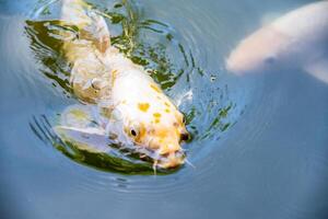 orange koi fiskar nishikigoi simning i damm med äter utfodra foto