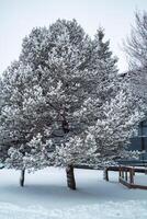 gran träd med snö täckt i vinter- foto