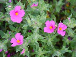 cistus crispus vanligen kallad ringlad blad sten reste sig foto