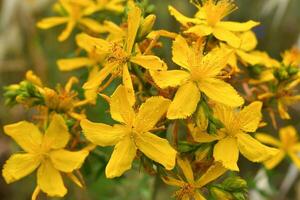 hypericum perforatum perforera st. johns vört foto