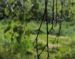 vatten droppar hängande från träd grenar foto