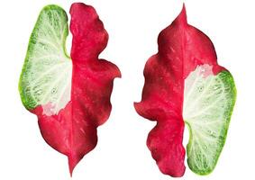 caladium blad på vit bakgrund foto