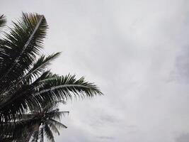 skön krona träd har träd bakgrund med tropisk himmel med moln på Sol foto