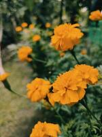 tagetes erecta de aztec ringblomma mexikansk ringblomma stor ringblomma cempaxochitl eller cempasuchil är en arter av blommande växt i de släkte tagetes inföding till Mexiko. bangladeshiska ganda blomma foto