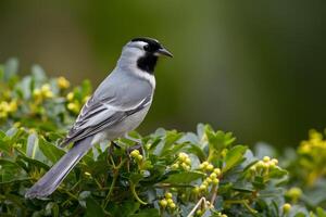 ai genererad vuxen bra kiskadee sittpinnar graciöst mitt i frodig lövverk bakgrund foto