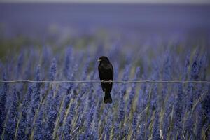 ai genererad svart fågel sittpinnar graciöst på tråd mitt i ändlös blå foto