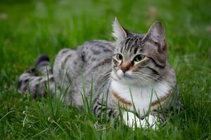 ai genererad katt liggande på trädgård gräs, njuter en fredlig dag foto