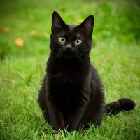 ai genererad söt svart katt strejker en charmig utgör, fångande hjärtan för social media posta storlek foto
