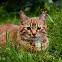 ai genererad röd katt vilar graciöst mitt i frodig grön gräs- miljö för social media posta storlek foto
