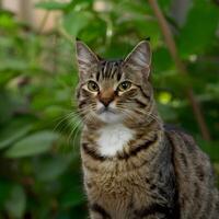 ai genererad tabby katt åtnjuter utomhus- frihet, sola i naturlig miljö för social media posta storlek foto