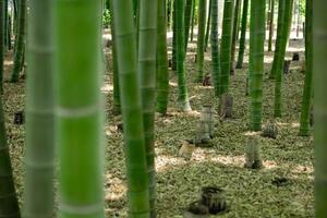 en grön bambu skog i vår solig dag foto