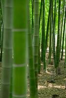 en grön bambu skog i vår solig dag foto