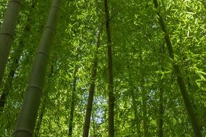 grön bambu löv i japansk skog i vår solig dag foto