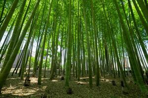en grön bambu skog i vår solig dag bred skott låg vinkel foto