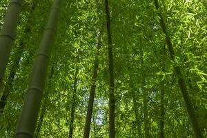 grön bambu löv i japansk skog i vår solig dag foto