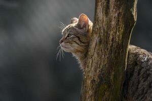 vild katt i de grön säsong blad skog foto