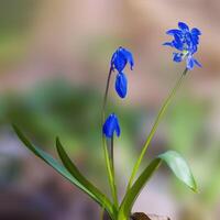 en mjuk blomma blomma i en natur trädgård foto