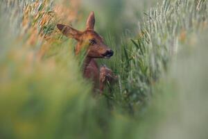 ett rom rådjur hind capreolus capreolus står med en fawn i en Spår av en vete fält foto