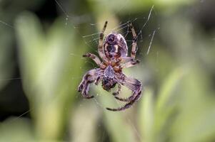 liten Spindel i de grön natur säsong trädgård foto