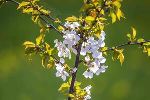 en gren med vit körsbär blomma knoppar foto