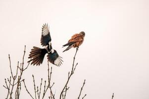 kestrel klockor natur och utseende för byte foto