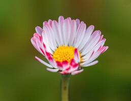 grädde vit daisy blomma i de morgon- ljus foto