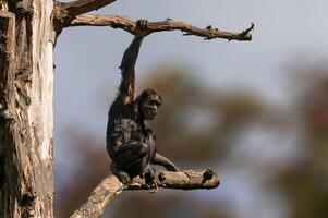 sittande västafrikansk schimpans slappnar av foto