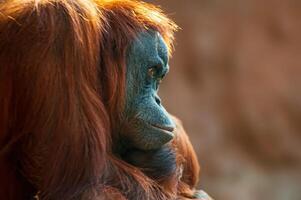 kvinnlig orangutang sitter på en sten foto