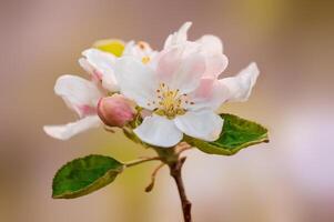 delikat äpple blomma blooms på en gren foto