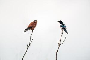 kestrel klockor natur och utseende för byte foto