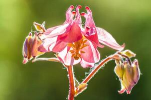 grädde rosa akleja blomma i de morgon- ljus foto