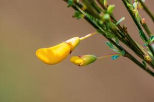 gyllene gul blomma i de morgon- ljus foto