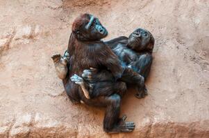 2 ung gorilla childs medan spelar foto