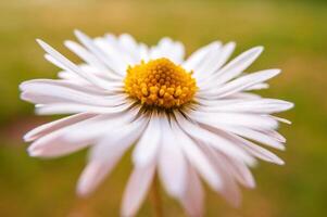 grädde vit daisy blomma i de morgon- ljus foto