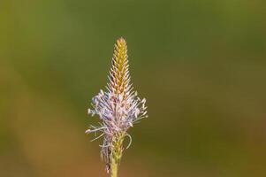 grädde vit blomma i de morgon- ljus foto