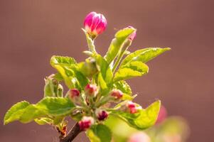 delikat äpple blomma blooms på en gren foto