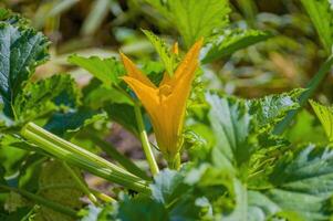 gul punpkin blomma i de morgon- ljus foto